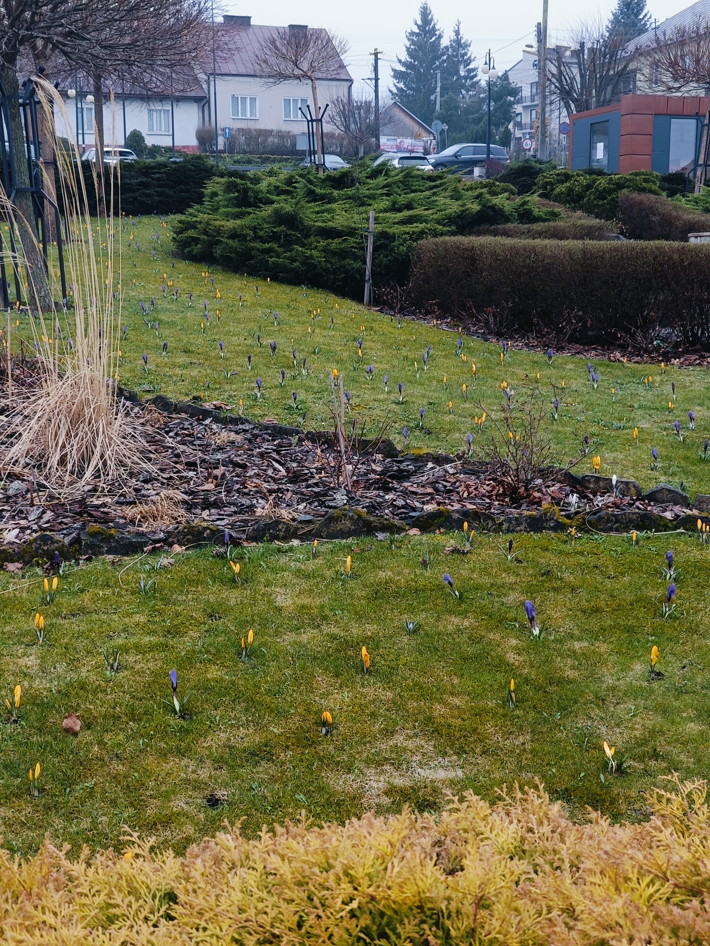 Krokusy w gminie zakwitły