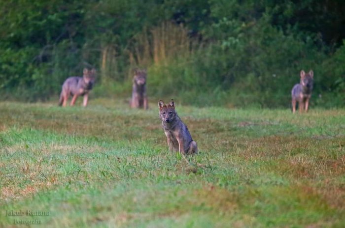 Miniaturka artykułu Uważajmy na wilki