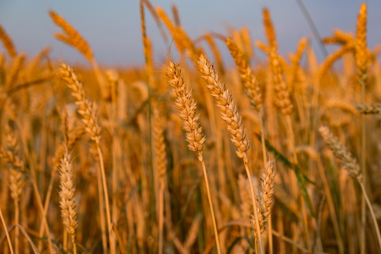 🌾 JUŻ JUTRO DOŻYNKI PARAFIALNE W GMINIE RYGLICE! 🌾