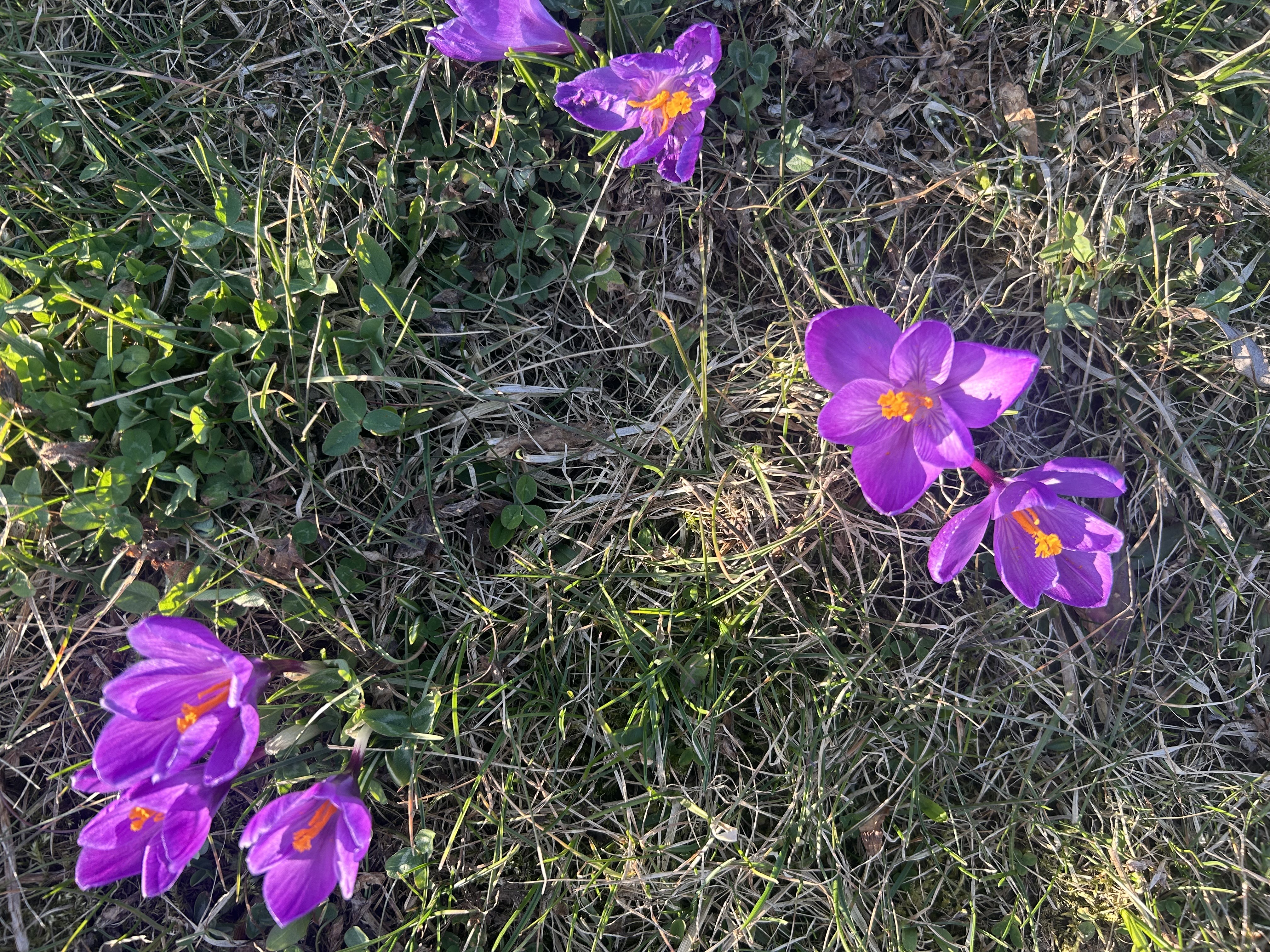 🌸 Krokusy w Ryglicach zakwitły! 🌸