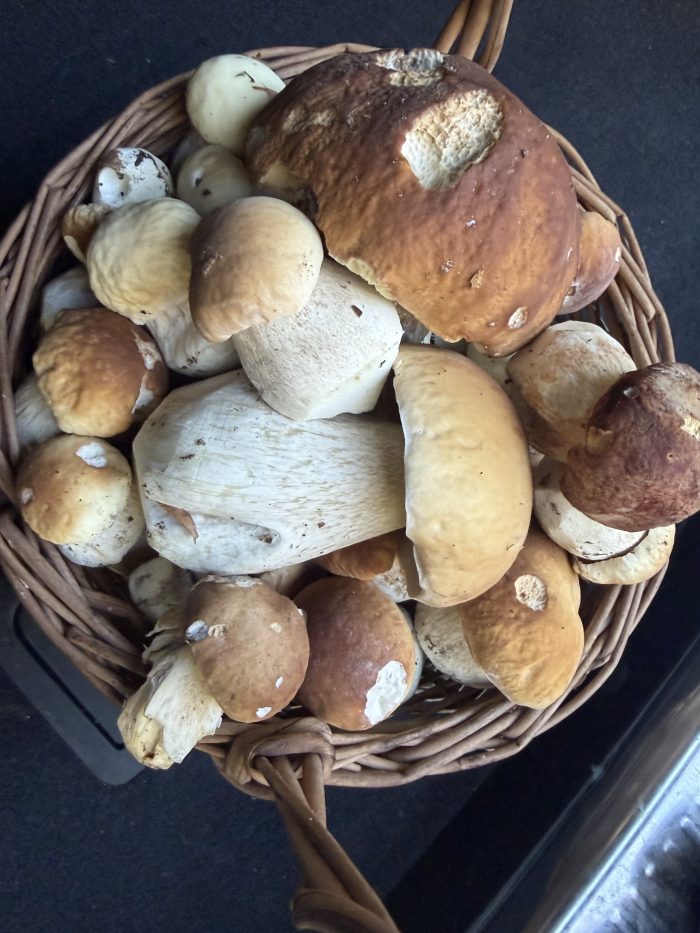 Miniaturka artykułu 🍄 W RYGLICACH SYPNĘŁO BOROWIKAMI! 🌲🍂